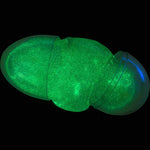Glow Putty Egg 2.5in (12 pcs)